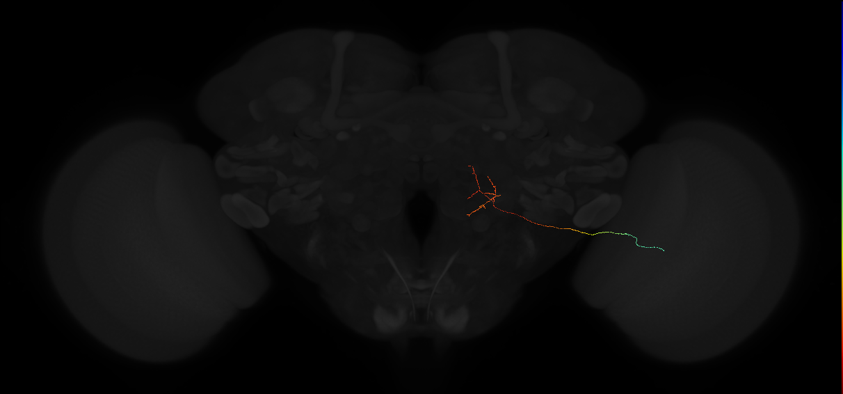 MC66 (FlyEM-HB:1498405552)