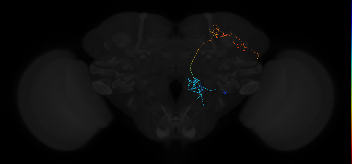 adult uniglomerular antennal lobe projection neuron lvPN