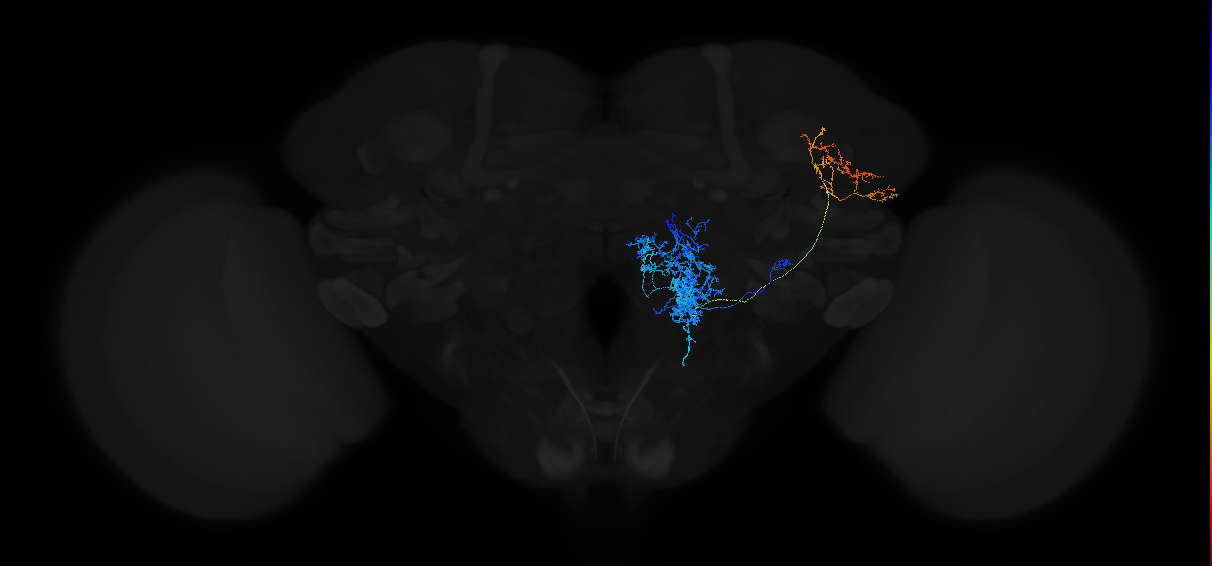 adult antennal lobe projection neuron VP1m++ l2PN