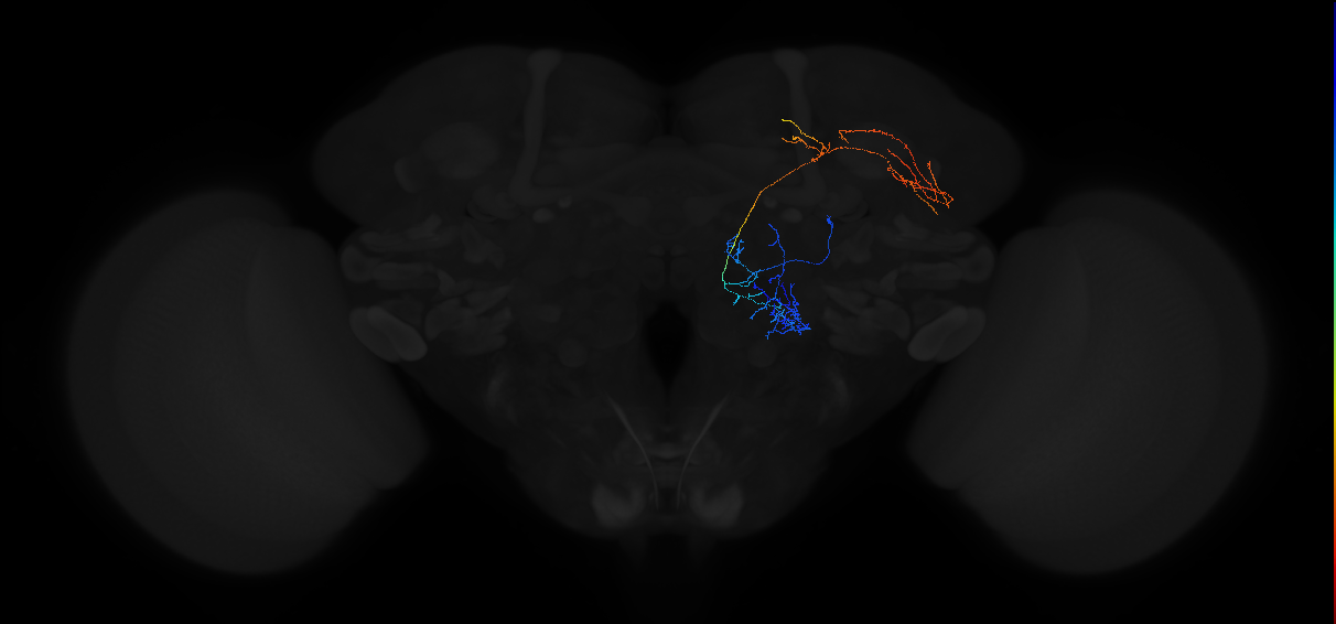 adult multiglomerular antennal lobe projection neuron type 13 lPN