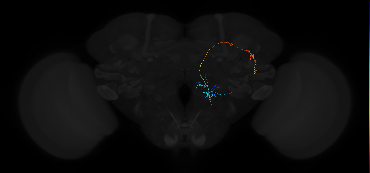 adult antennal lobe projection neuron VP2+VP5 lvPN