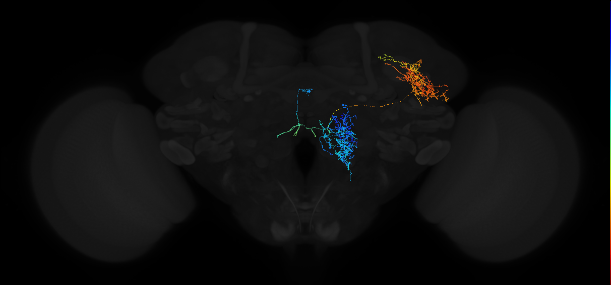 adult panglomerular antennal lobe projection neuron