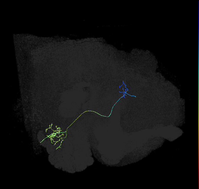 adult antennal lobe projection neuron VP1m+VP1d vPN