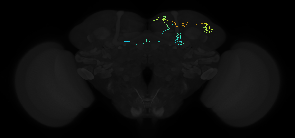 mushroom body pedunculus-vertical lobe arborizing neuron 1