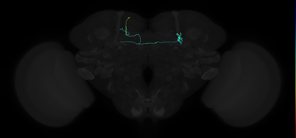 mushroom body pedunculus-medial lobe and vertical lobe arborizing neuron 1