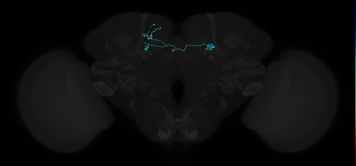 PAM14(B&bsol;'1m)_L (FlyEM-HB:890118683)