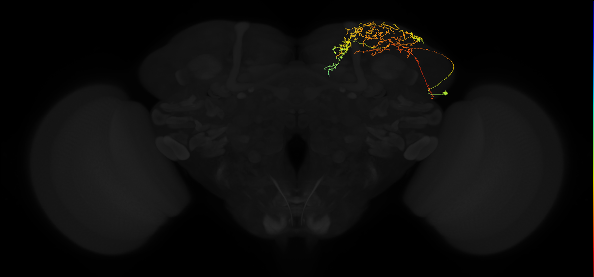 adult superior lateral protocerebrum neuron 075
