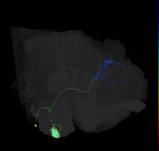adult uniglomerular antennal lobe projection neuron vPN