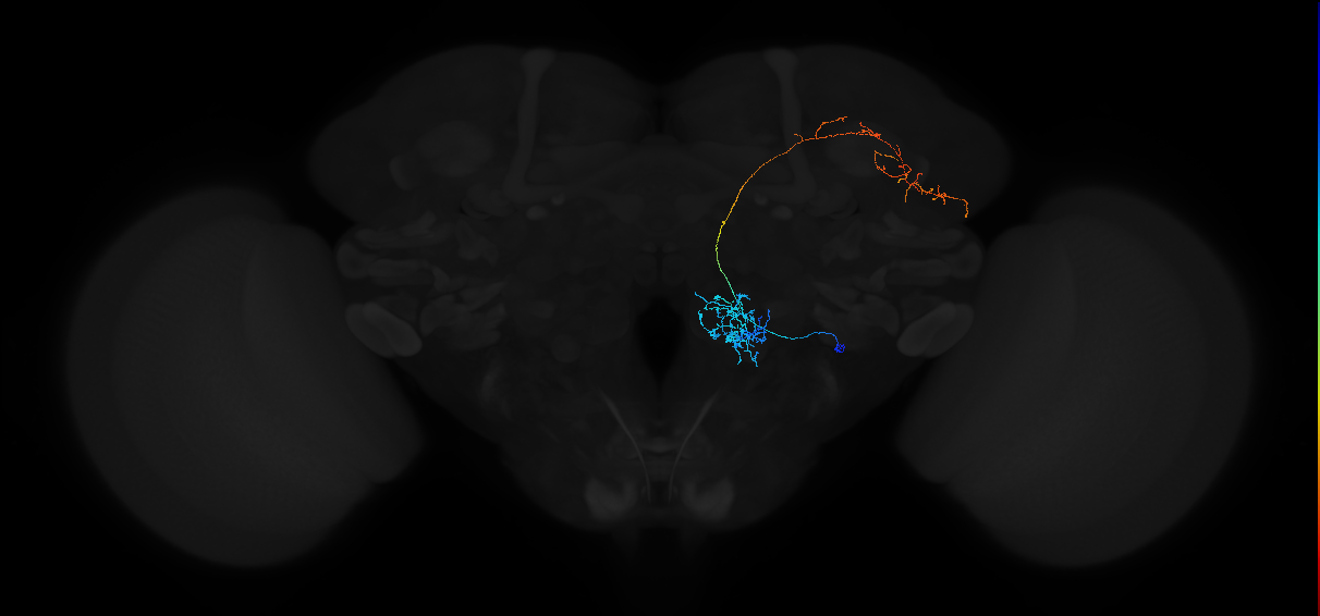 transverse antennal lobe tract projection neuron