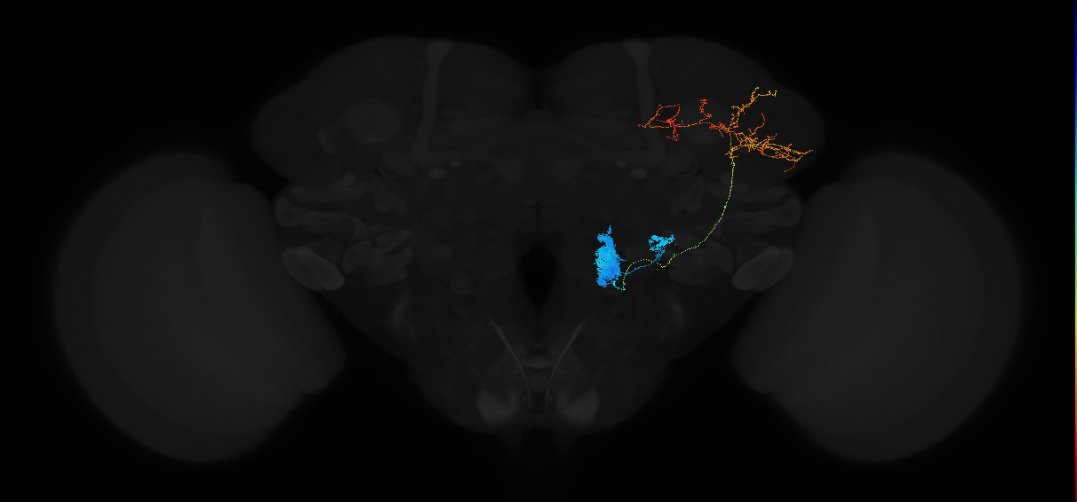 adult uniglomerular antennal lobe projection neuron l2PN