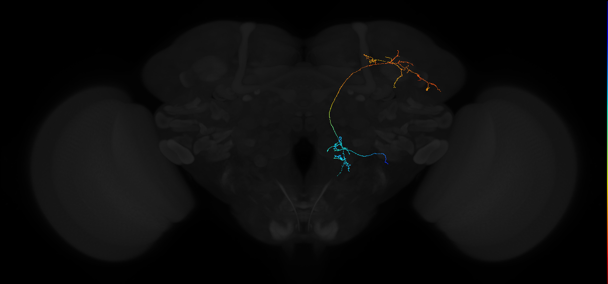 adult antennal lobe projection neuron VP2+SEZ lvPN 1