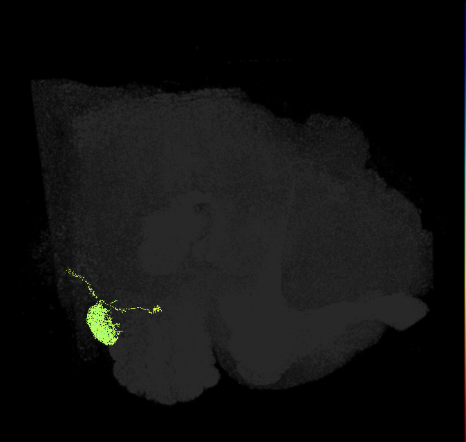 adult uniglomerular antennal lobe projection neuron V