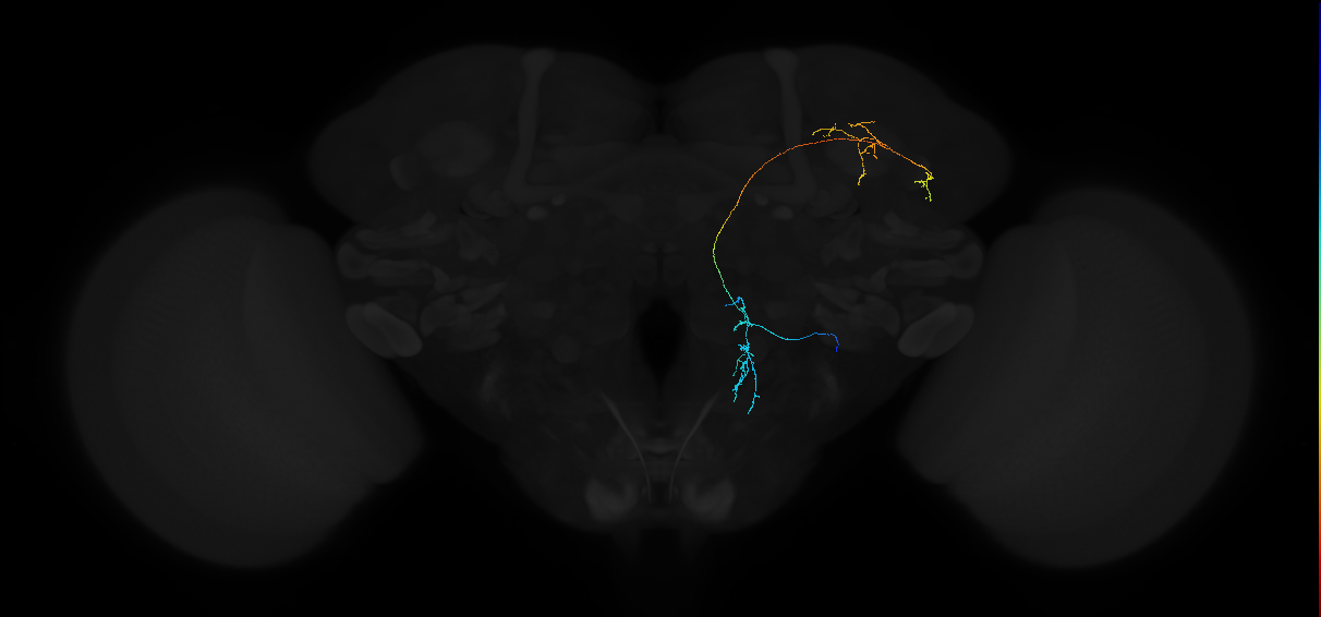 adult antennal lobe projection neuron