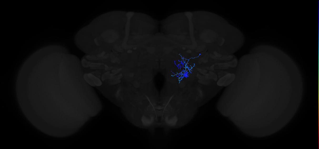 Notch OFF hemilineage neuron
