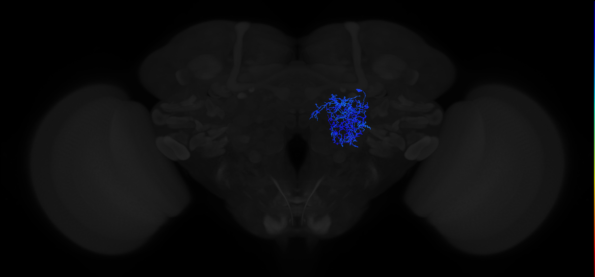 adult local interneuron of the lateral ALl1 neuroblast
