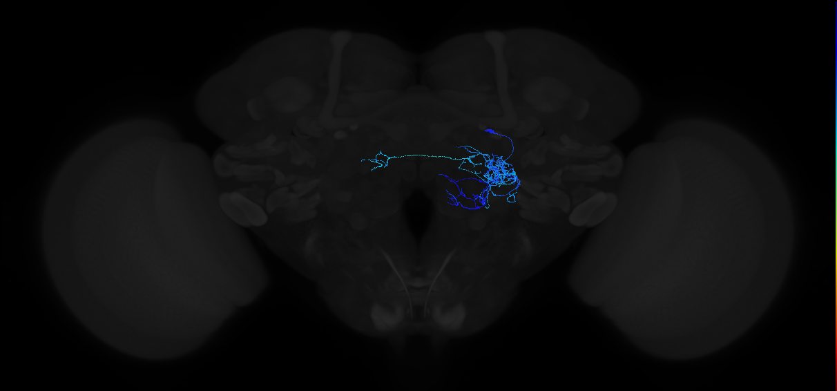adult antennal lobe local neuron type 8 lLN