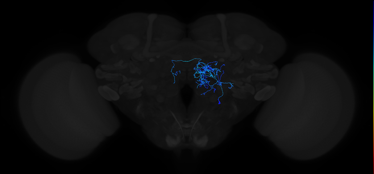 adult antennal lobe local neuron type 3A v2LN