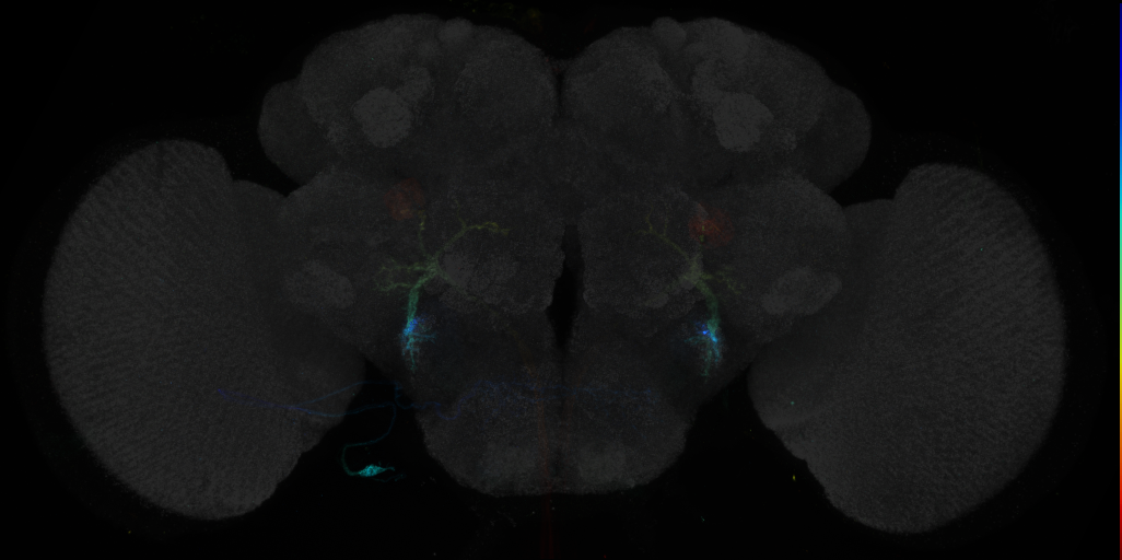 P{GMR79D08-GAL4} expression pattern in adult brain on Virtual Fly Brain