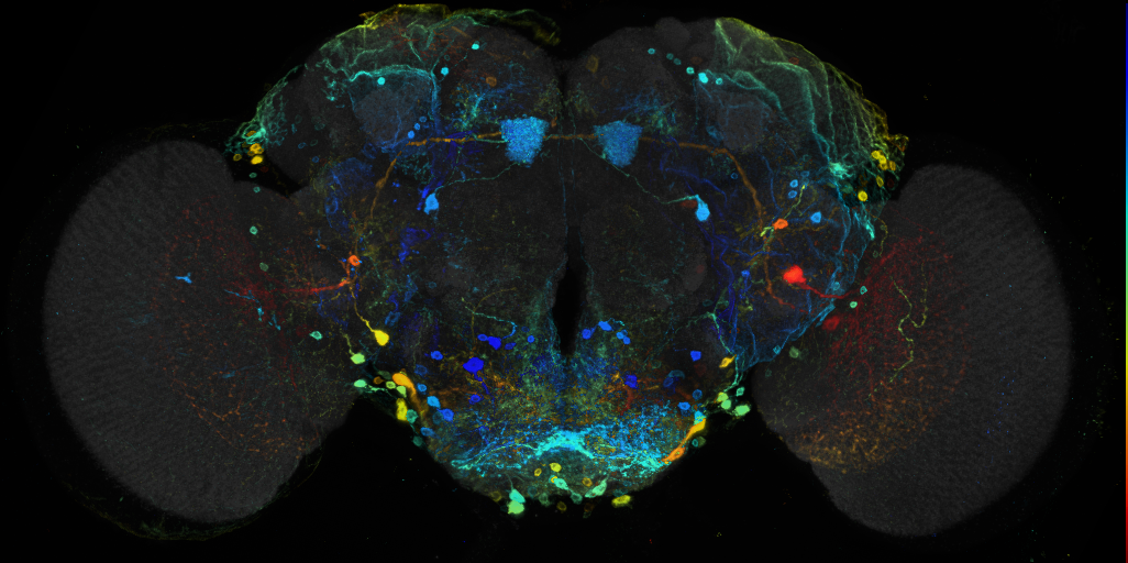 P{GMR18H09-GAL4} expression pattern in adult brain on Virtual Fly Brain