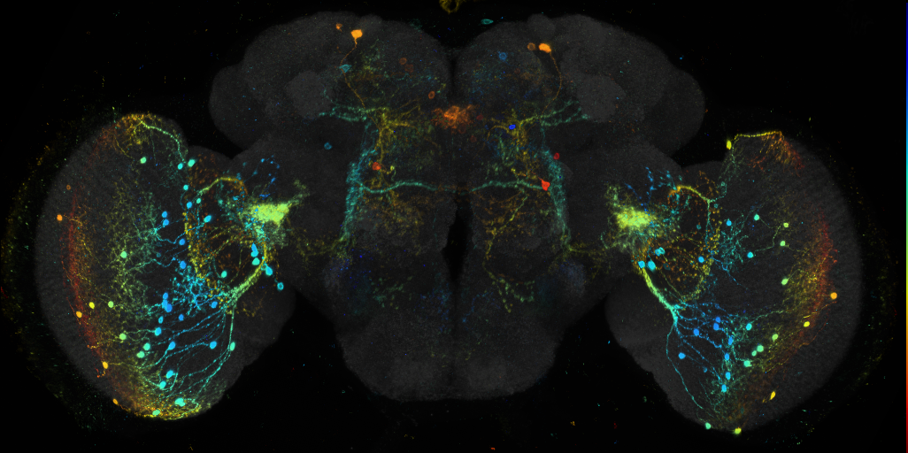 P{GMR20B12-GAL4} expression pattern in adult brain on Virtual Fly Brain