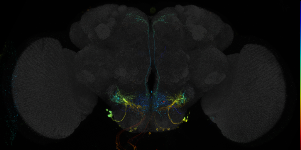 P{GMR17A10-GAL4} expression pattern in adult brain on Virtual Fly Brain