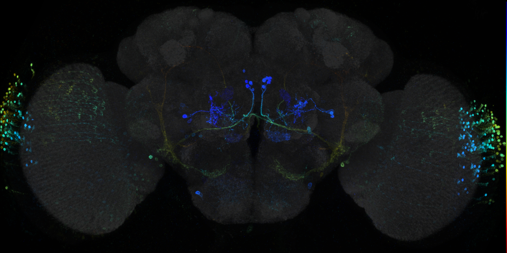 P{GMR87G01-GAL4} expression pattern in adult brain on Virtual Fly Brain