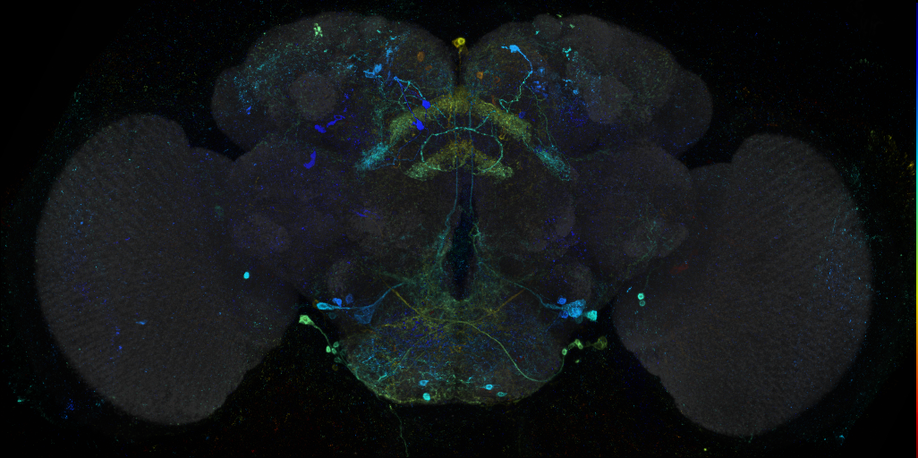 P{GMR89E07-GAL4} expression pattern in adult brain on Virtual Fly Brain