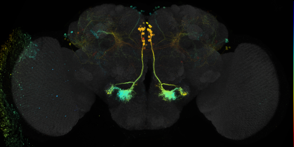 P{GMR70G01-GAL4} expression pattern in adult brain on Virtual Fly Brain