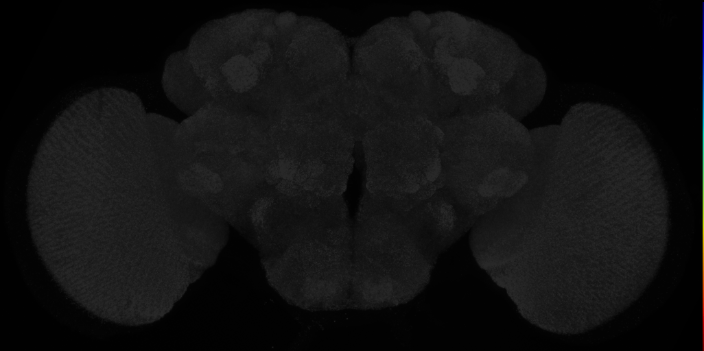 P{VT003280-GAL4} expression pattern in adult brain on Virtual Fly Brain