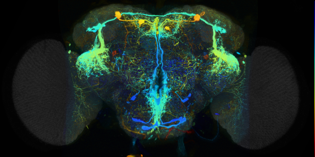 P{VT020596-GAL4} expression pattern in adult brain on Virtual Fly Brain
