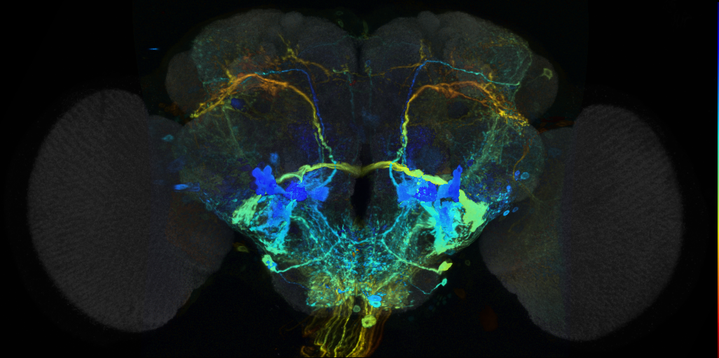 P{VT026020-GAL4} expression pattern in adult brain on Virtual Fly Brain