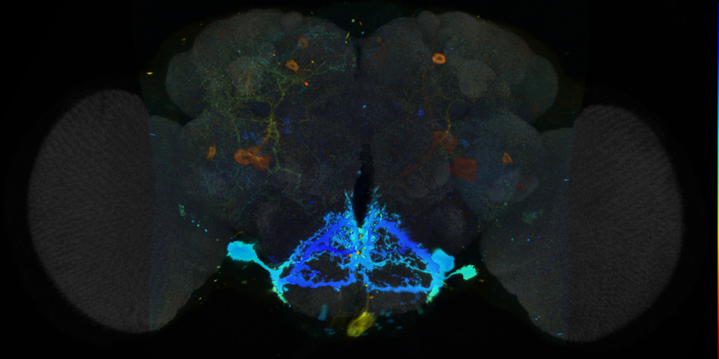 P{VT045148-GAL4} expression pattern in adult brain on Virtual Fly Brain