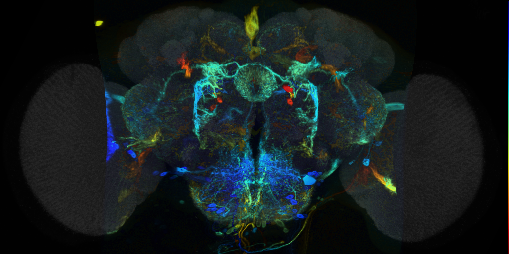 P{VT054914-GAL4} expression pattern in adult brain on Virtual Fly Brain