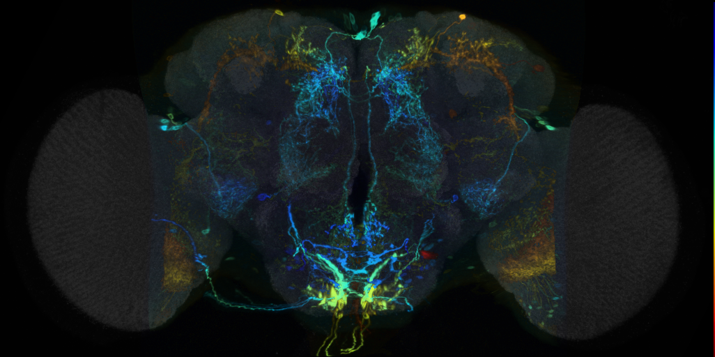 P{VT056369-GAL4} expression pattern in adult brain on Virtual Fly Brain