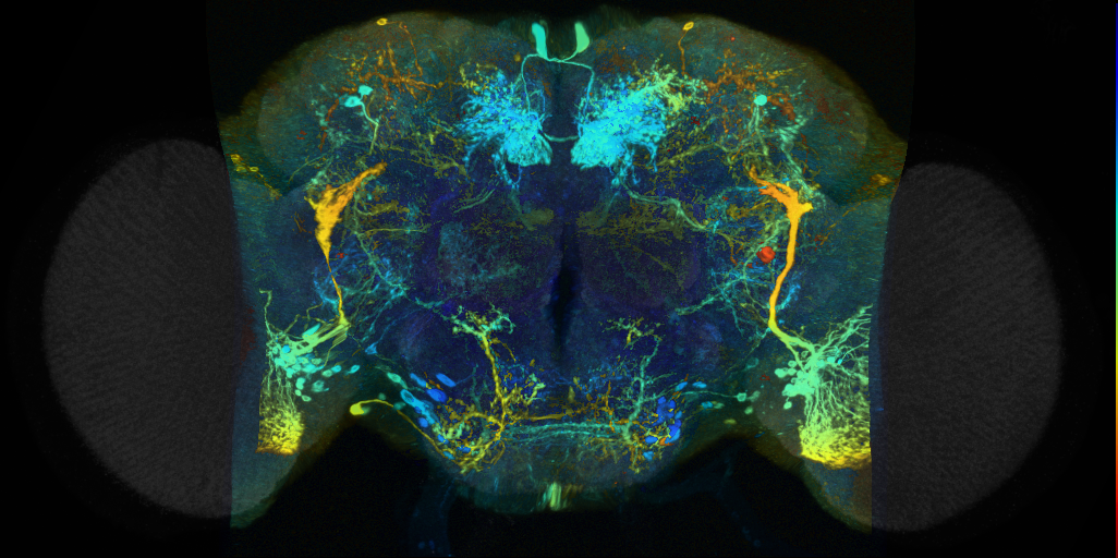 P{VT064565-GAL4} expression pattern in adult brain on Virtual Fly Brain