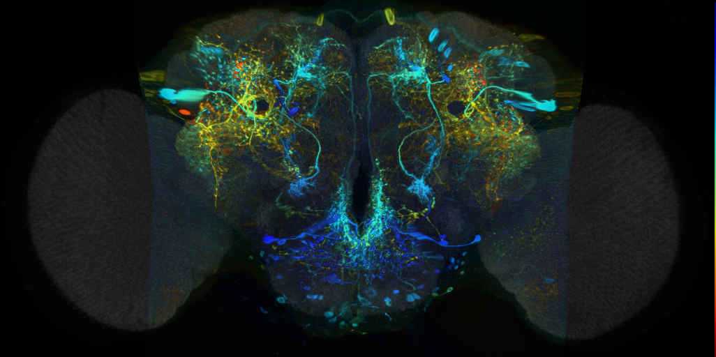 P{VT065322-GAL4} expression pattern in adult brain on Virtual Fly Brain