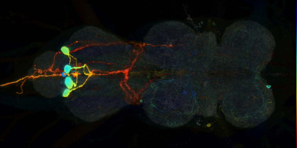 P{VT020596-GAL4} expression pattern in adult VNS on Virtual Fly Brain