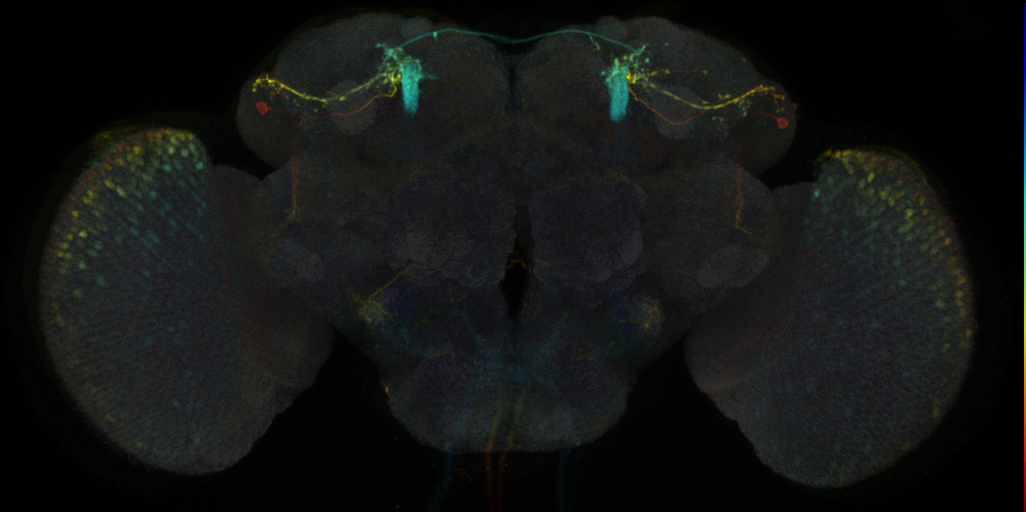 P{R50A05-GAL4.DBD} ∩ PBac{R33E02-p65.AD} expression pattern in adult brain on Virtual Fly Brain