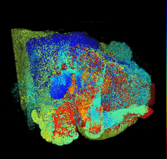 JRC_FlyEM_Hemibrain template thumbnail